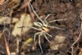 Agelena labyrinthica